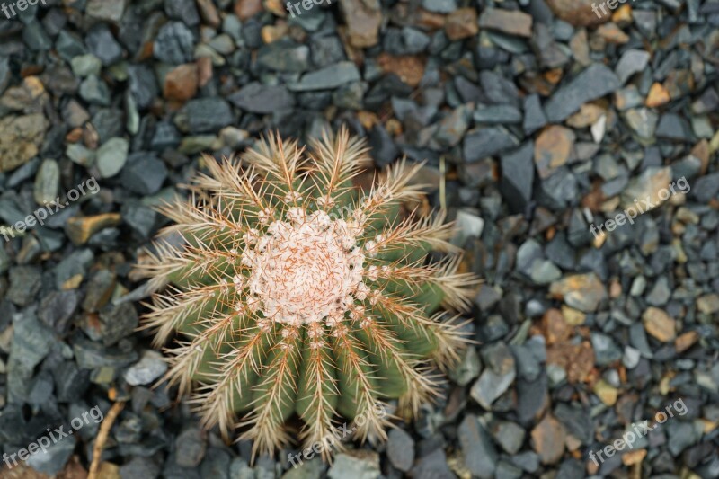 Cactus Plant Nature British Virgin Island Exotic