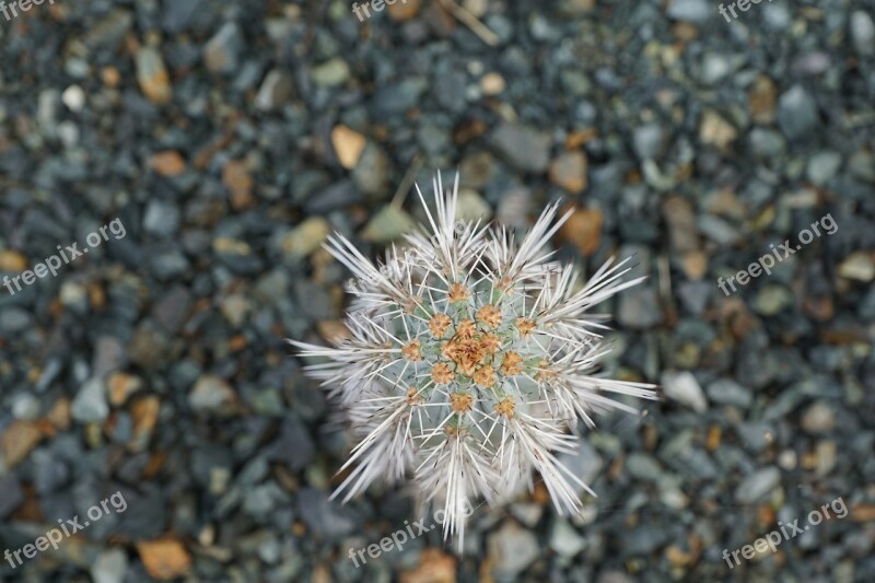 Cactus Plant Nature British Virgin Island Exotic