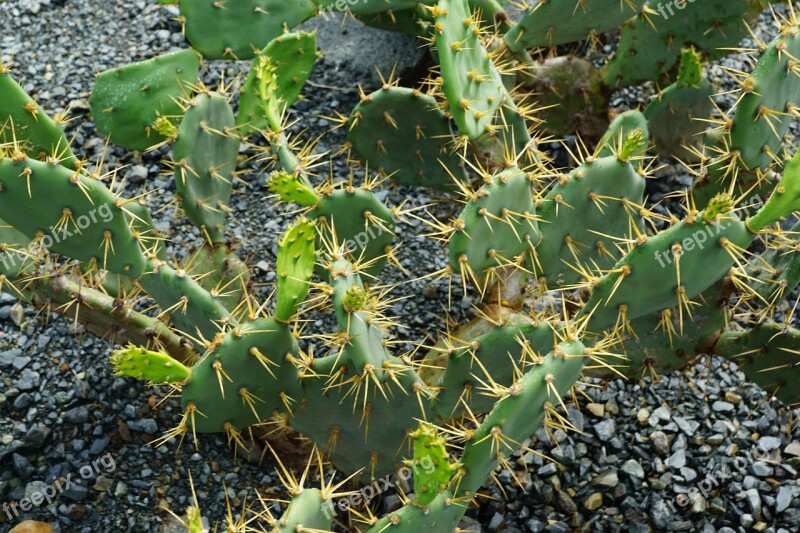 Cactus Plant Nature British Virgin Island Exotic