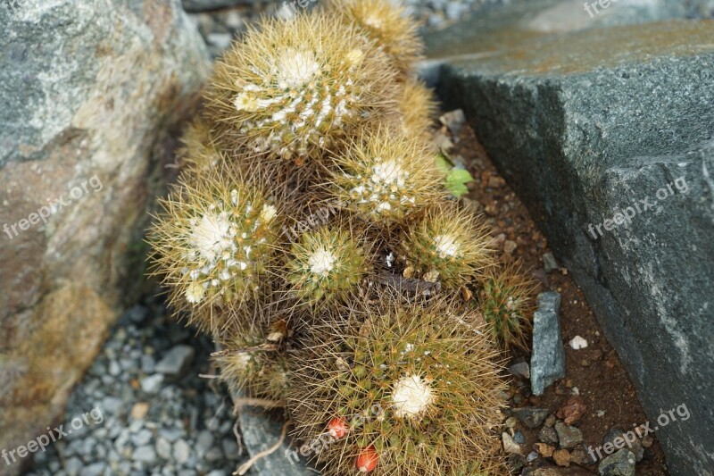 Cactus Plant Nature British Virgin Island Exotic