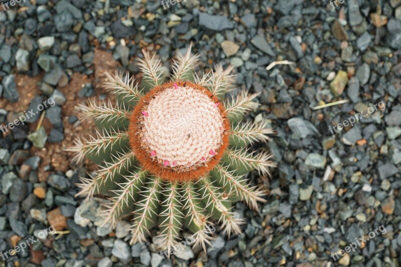 Cactus Plant Nature British Virgin Island Exotic