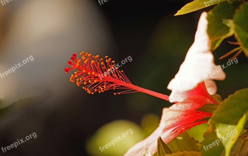 Hibiscus Blossom Bloom Pistil Macro