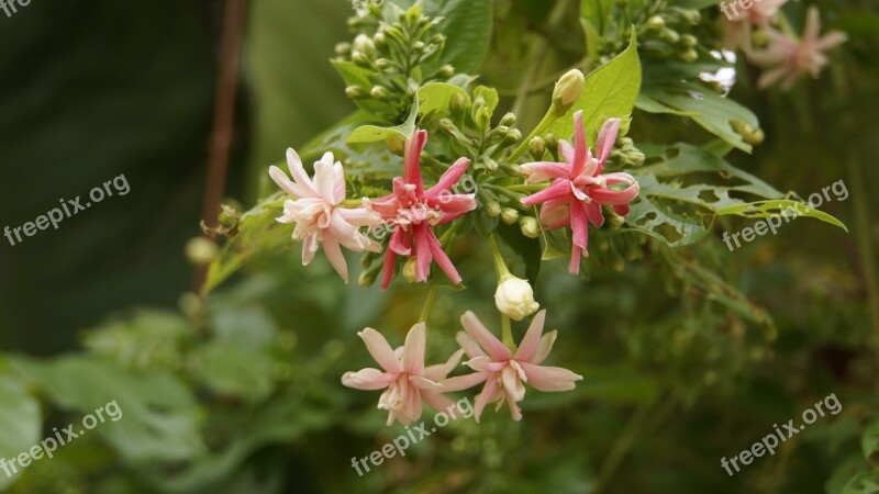 Fingernail Fingernail Flower Flowers Flower Garden Garden