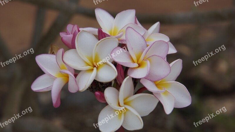 Flowers Champa Champa White Fragrapanti Drops Of Water