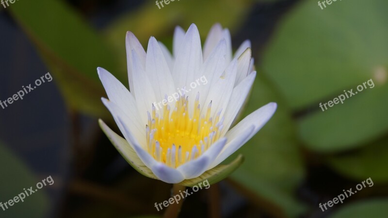 Lotus Nature Flowers White White Lotus