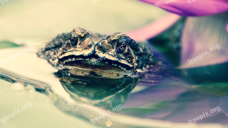 Toad Frog Tadpoles Water Plant