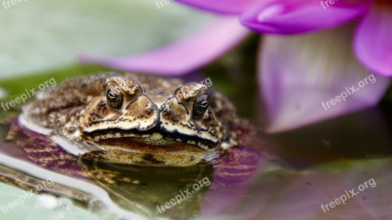 Toad Frog Tadpoles Water Plant