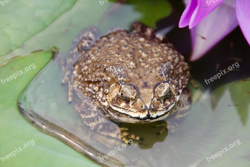 Toad Frog Tadpoles Water Plant