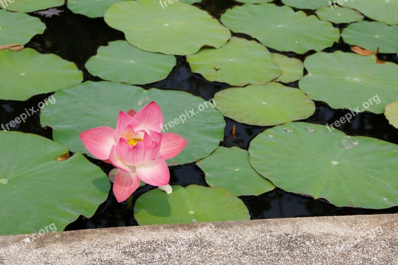 Water Lily Pink Blossomed Blossom Bloom