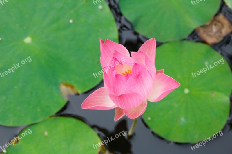 Water Lily Pink Blossomed Blossom Bloom