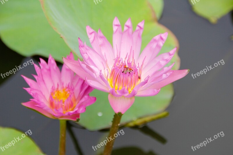 Water Lily Pink Blossomed Blossom Bloom