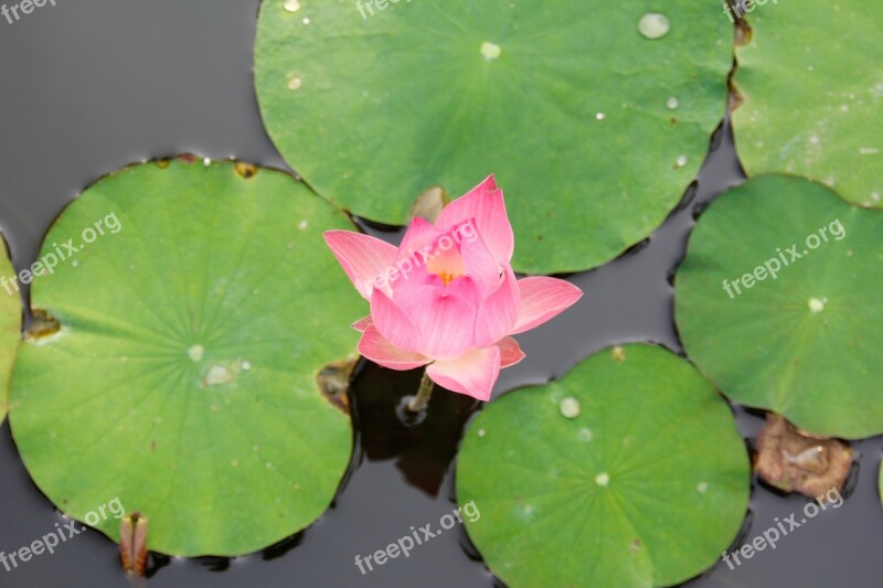 Water Lily Pink Blossomed Blossom Bloom