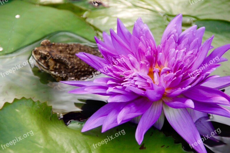 Water Lily Purple Blossomed Blossom Bloom