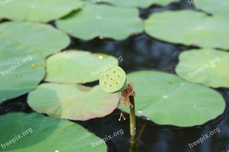 Water Lily Closed Bud Pond Aquatic Plant