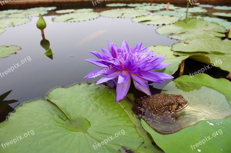 Water Lily Purple Blossomed Blossom Bloom