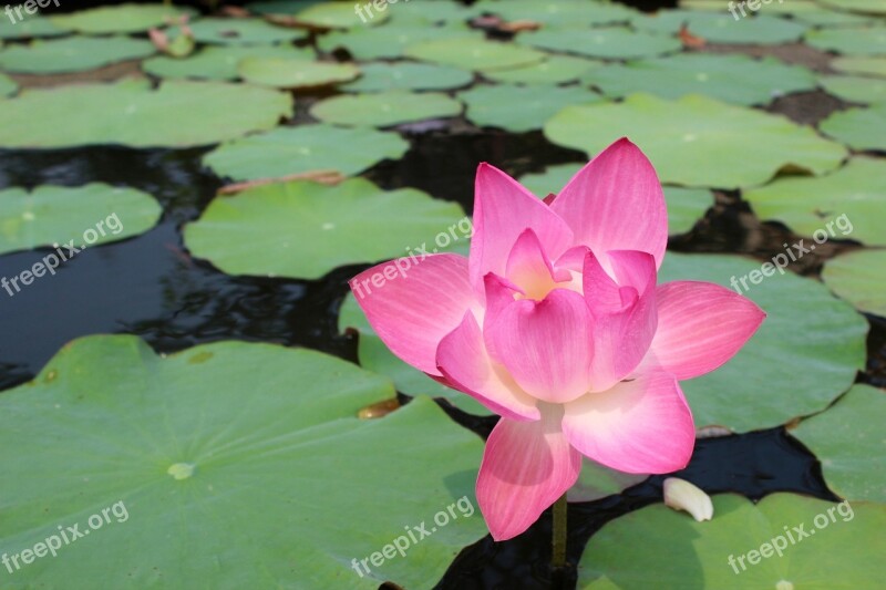 Water Lily Purple Blossomed Blossom Bloom