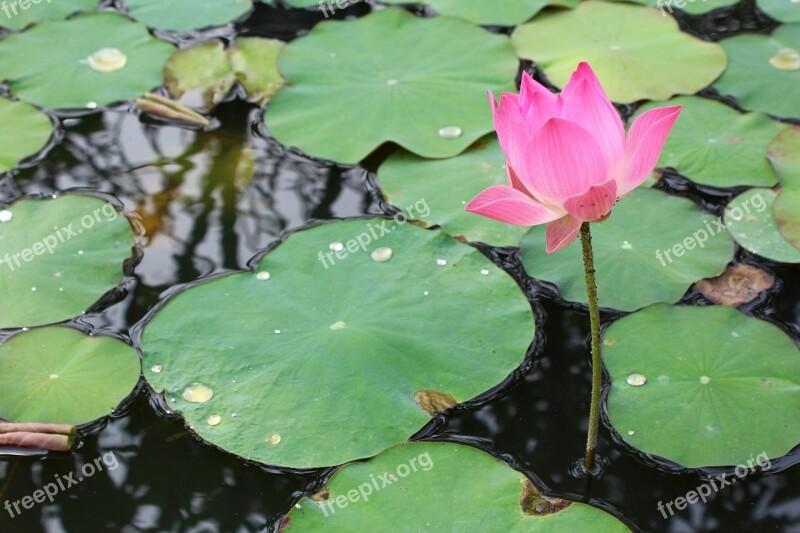 Water Lily Purple Blossomed Blossom Bloom