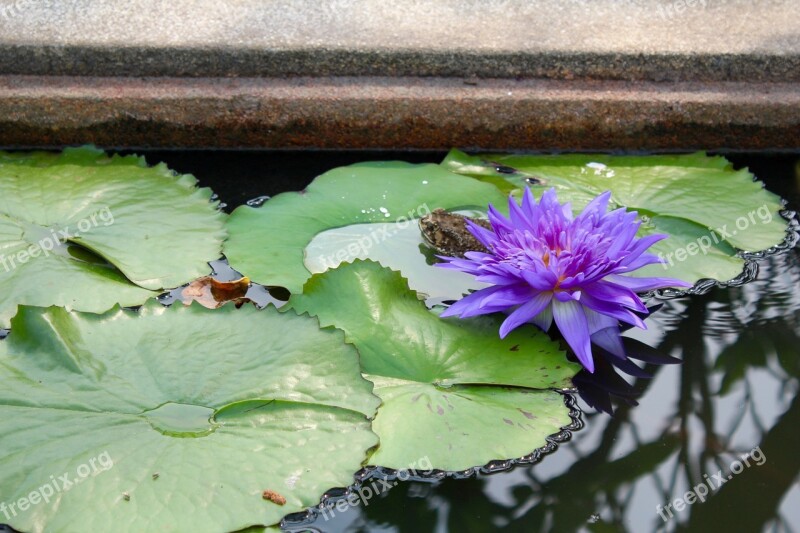 Water Lily Purple Blossomed Blossom Bloom