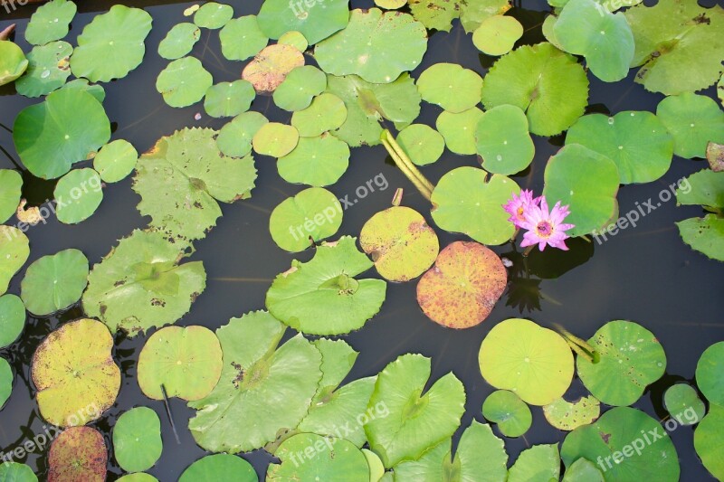 Water Lily Purple Blossomed Blossom Bloom