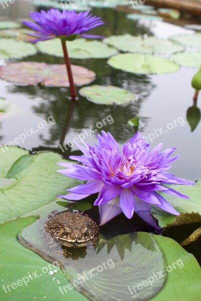 Water Lily Purple Blossomed Blossom Bloom