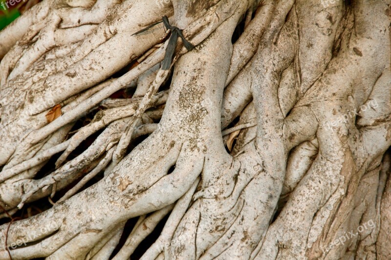 Root Tree Old Nature Log