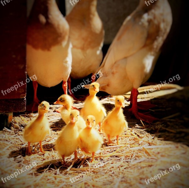 Ducklings Ducks Water Baby Animal