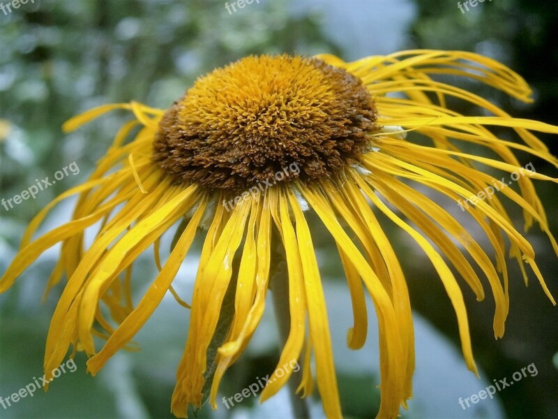 Flower Yellow Plant Odkvétá Free Photos