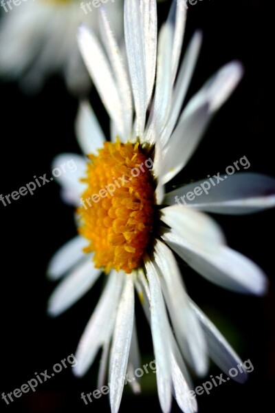 Margaret Flower Nature Flowers Daisies