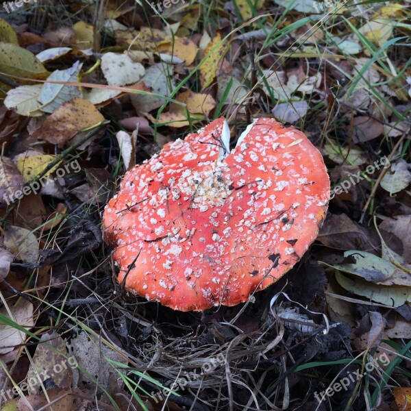 Amanita Mushrooms Forest Red Autumn