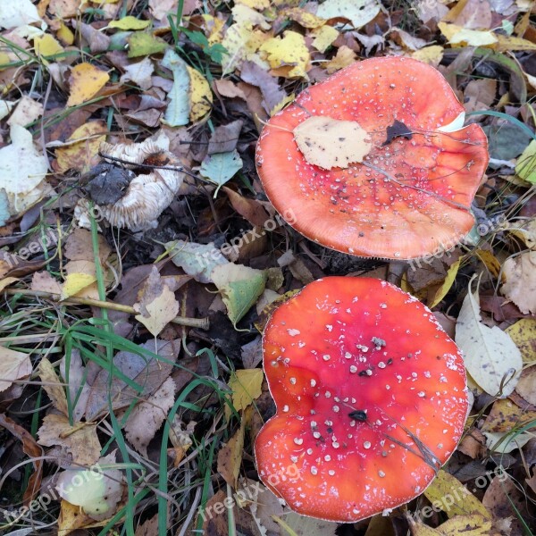 Amanita Mushrooms Forest Red Autumn