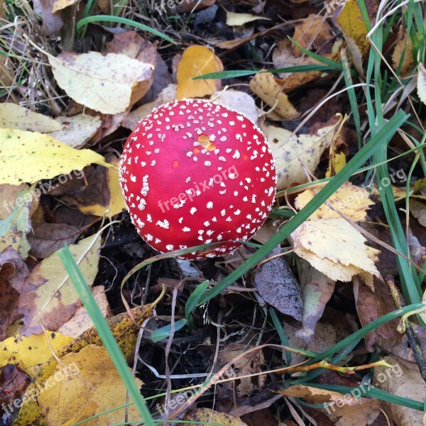 Amanita Mushrooms Forest Red Autumn