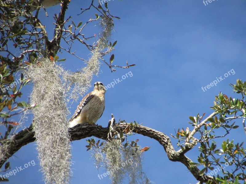 Hawk Bird Nature Wild Predator