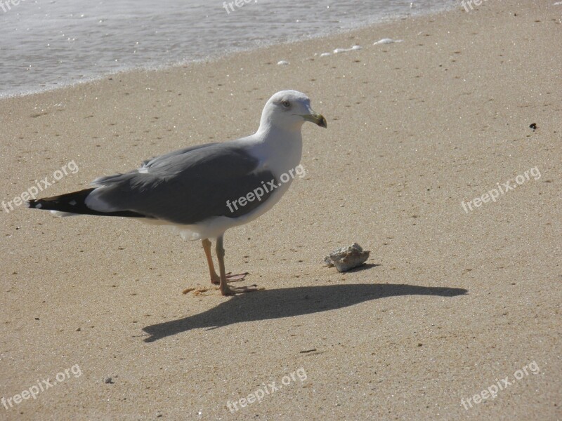 Gull Beach Sand Seagull Sunny