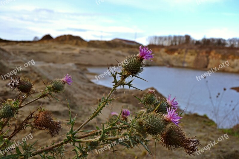 Nature Thistles Arable Thistles Purple Thistles Purple