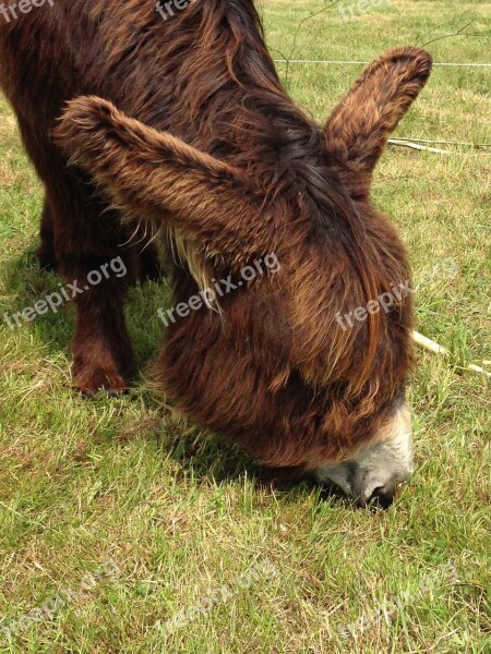 Ass Browser Grass Countryside Netherlands