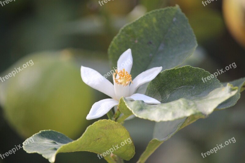 Lemon Blossom Nature Blossom Natural Lemon