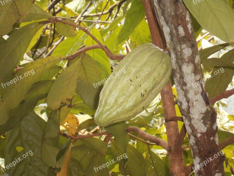 Bali Cocoa Plant Holiday Free Photos