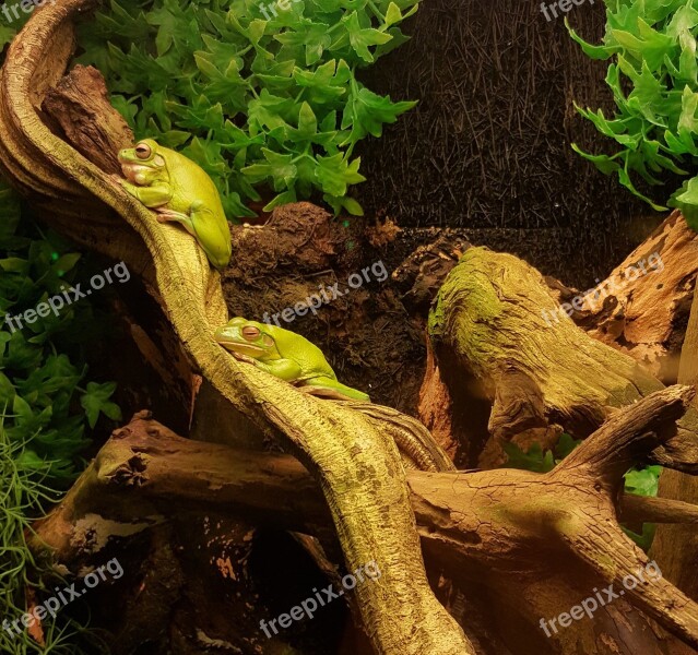 Frog Green Frog Nature Zoo Animals