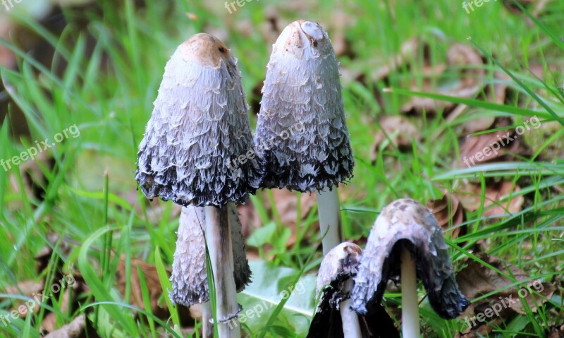 Mushroom Schopf Comatus Coprinus Comatus Autumn Tintenschopfling