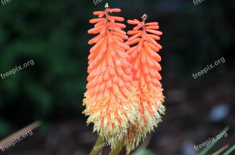 Torch Lily Garden Colorful Flower Blossom