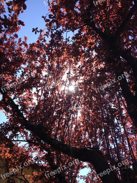 Sun Tree Light Sun's Rays Red Leaf