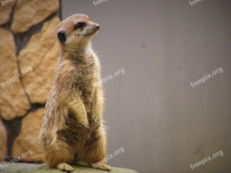 Surykatka Zoo Animal Mammal Nature