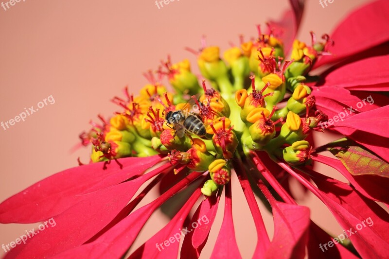 Poinsettia Bee Flower Christmas Plants