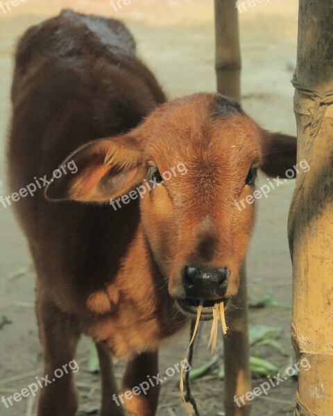 Calf Calf Eating Morning Cow Farm