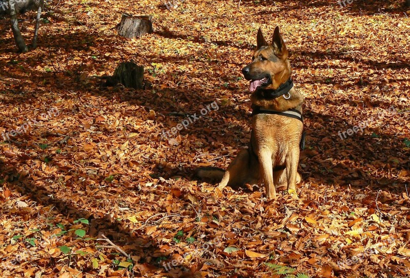 Dog German Shepherd Autumn Foliage Colors