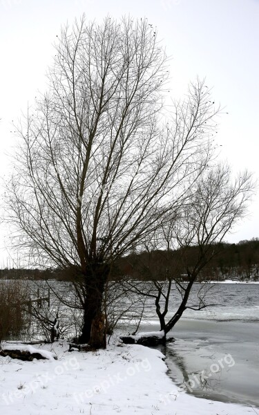 Winter Tree Snow Cold Wintry