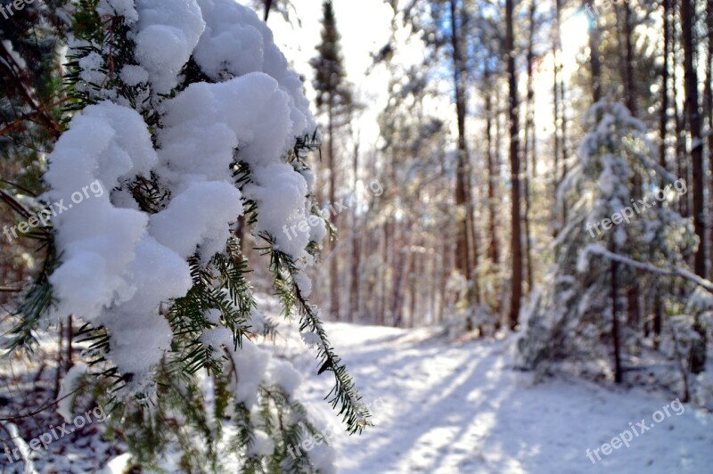 Snow Forest Nature Snow Landscape Winter