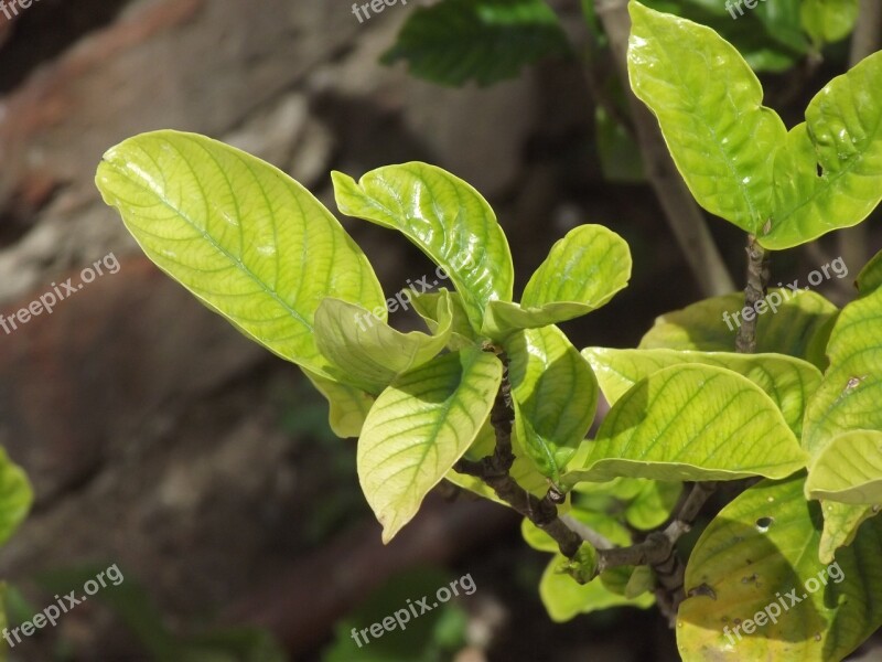 Plant Nature Flora Jasmine Flowers