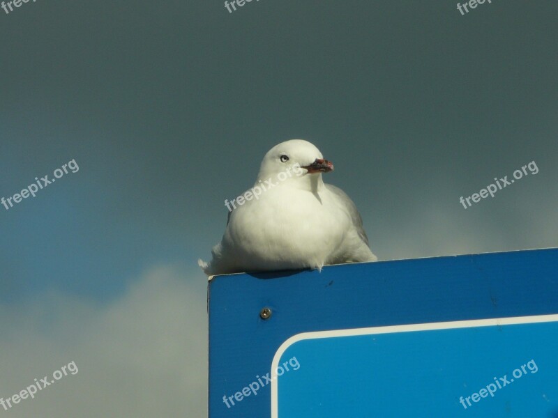 Bird Brand Signs Blue Ornithology