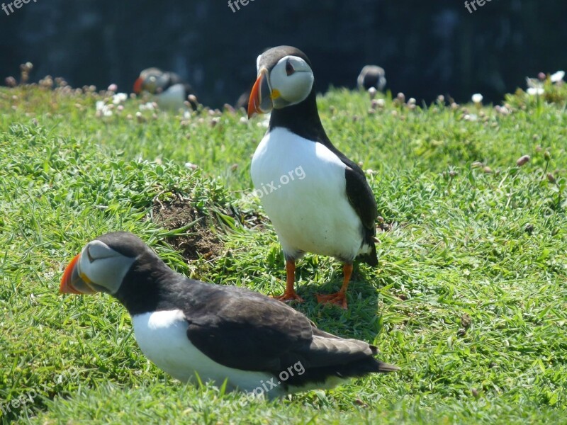 Birds Wales Puffin Wild Wildlife